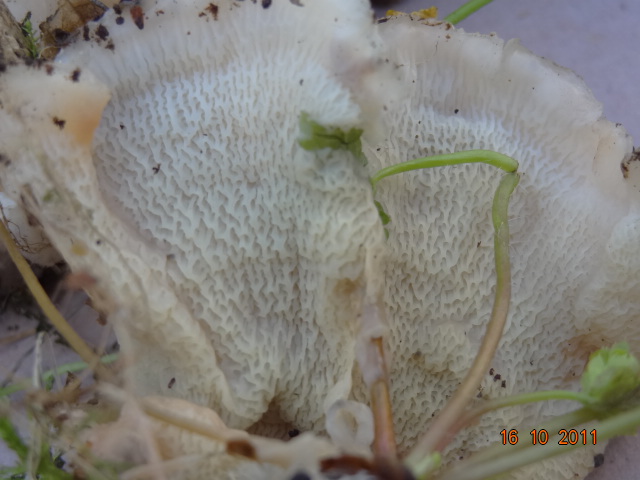 Prima che nevica... Quizzz